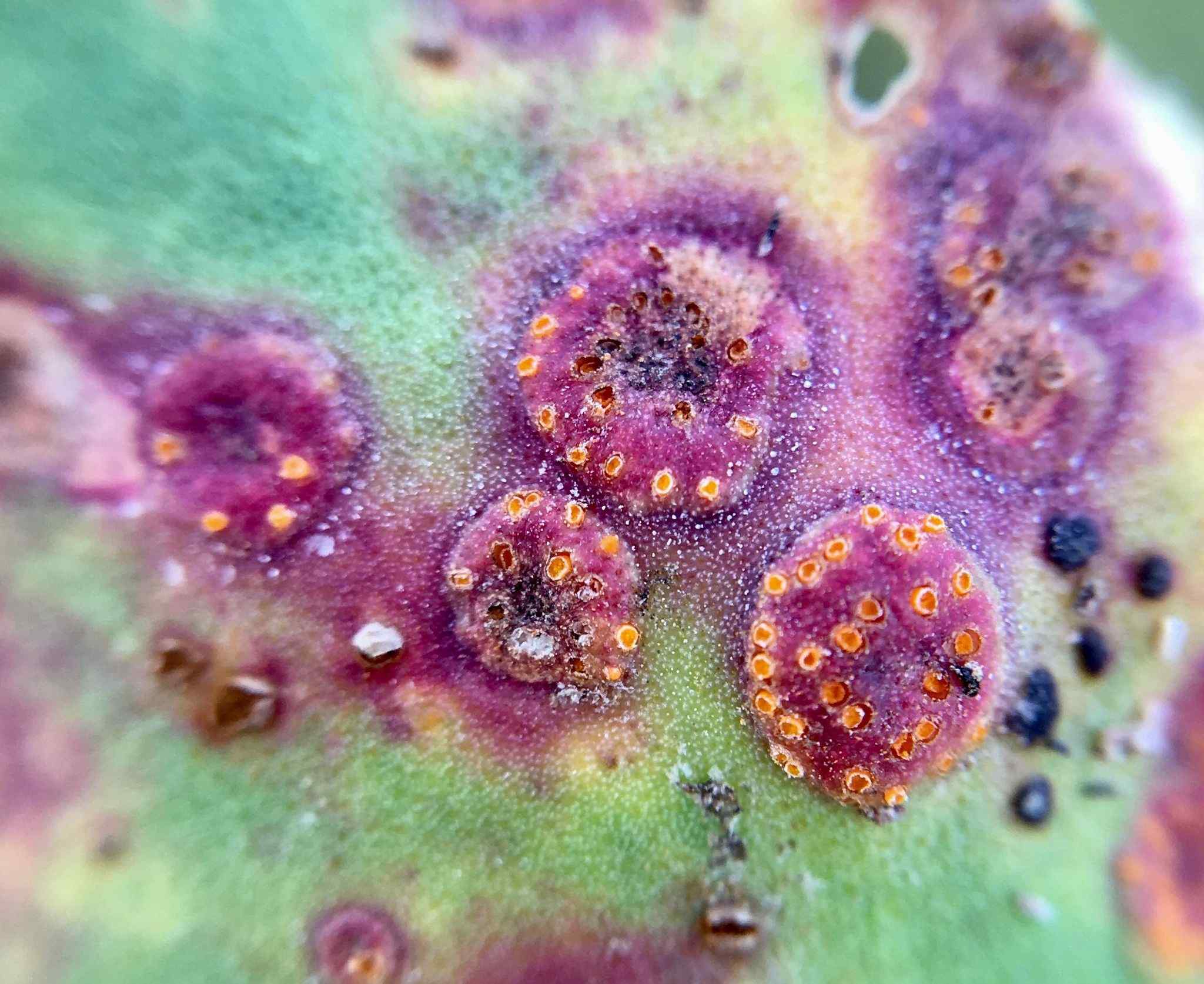 Uromyces limonii