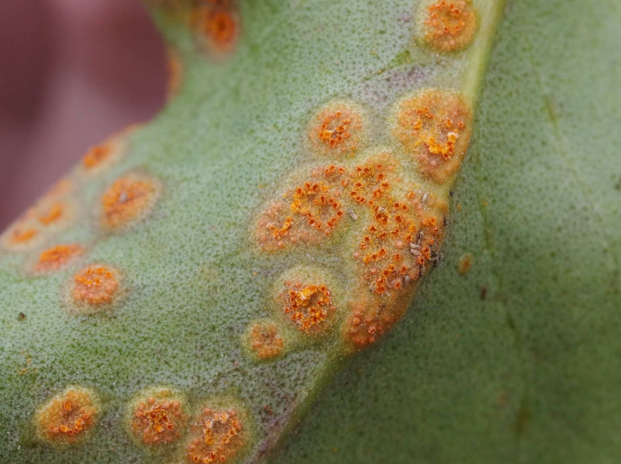 Uromyces limonii