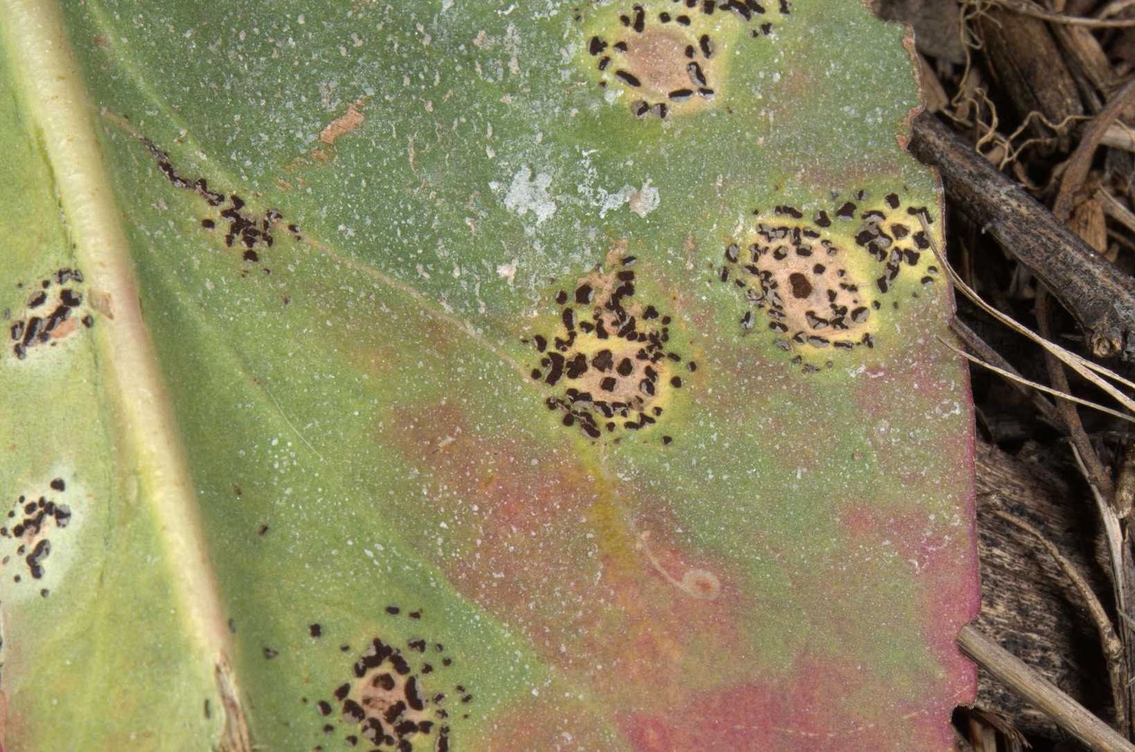Uromyces limonii