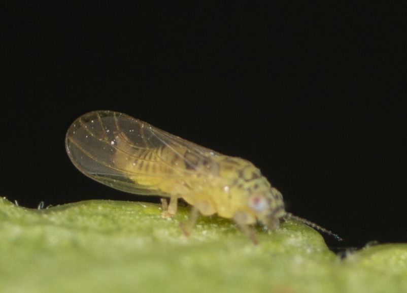 Blastopsylla occidentalis
