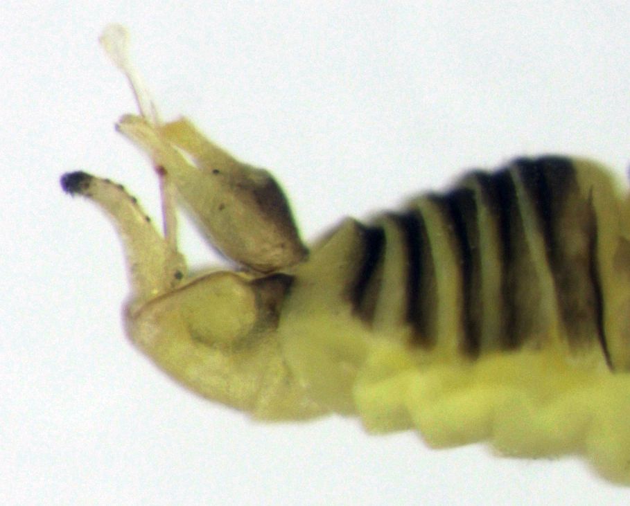 Blastopsylla occidentalis