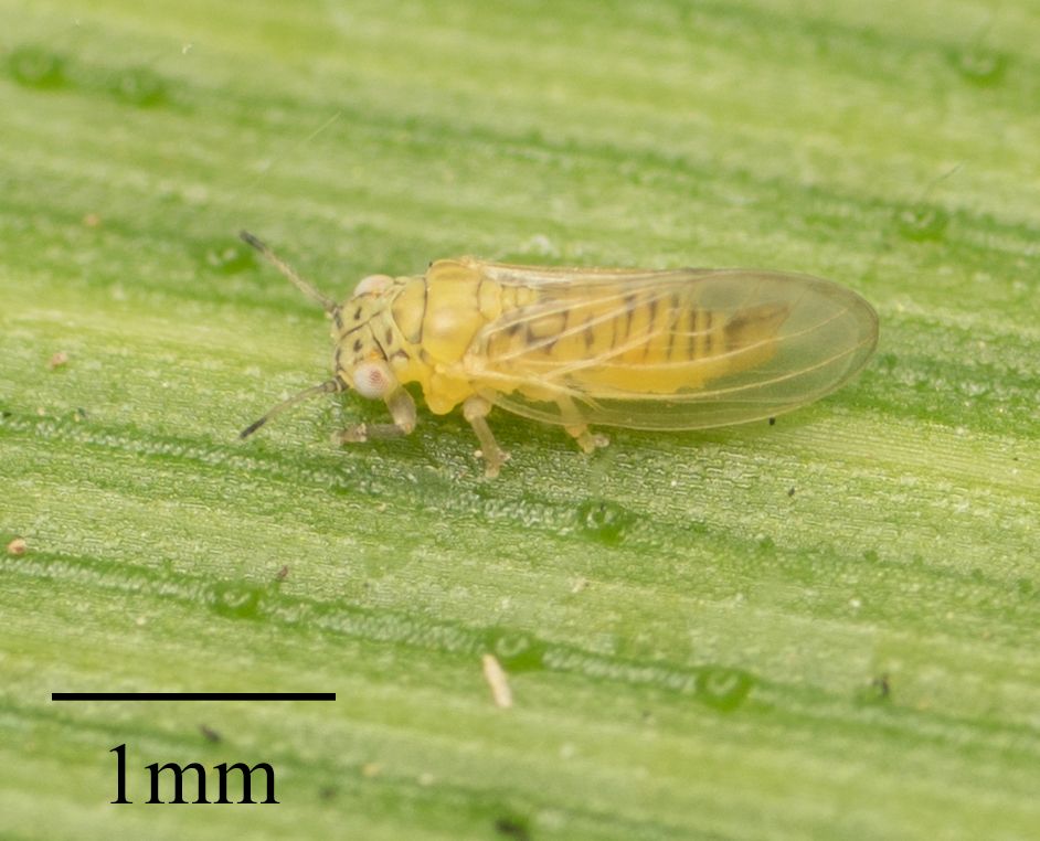 Blastopsylla occidentalis