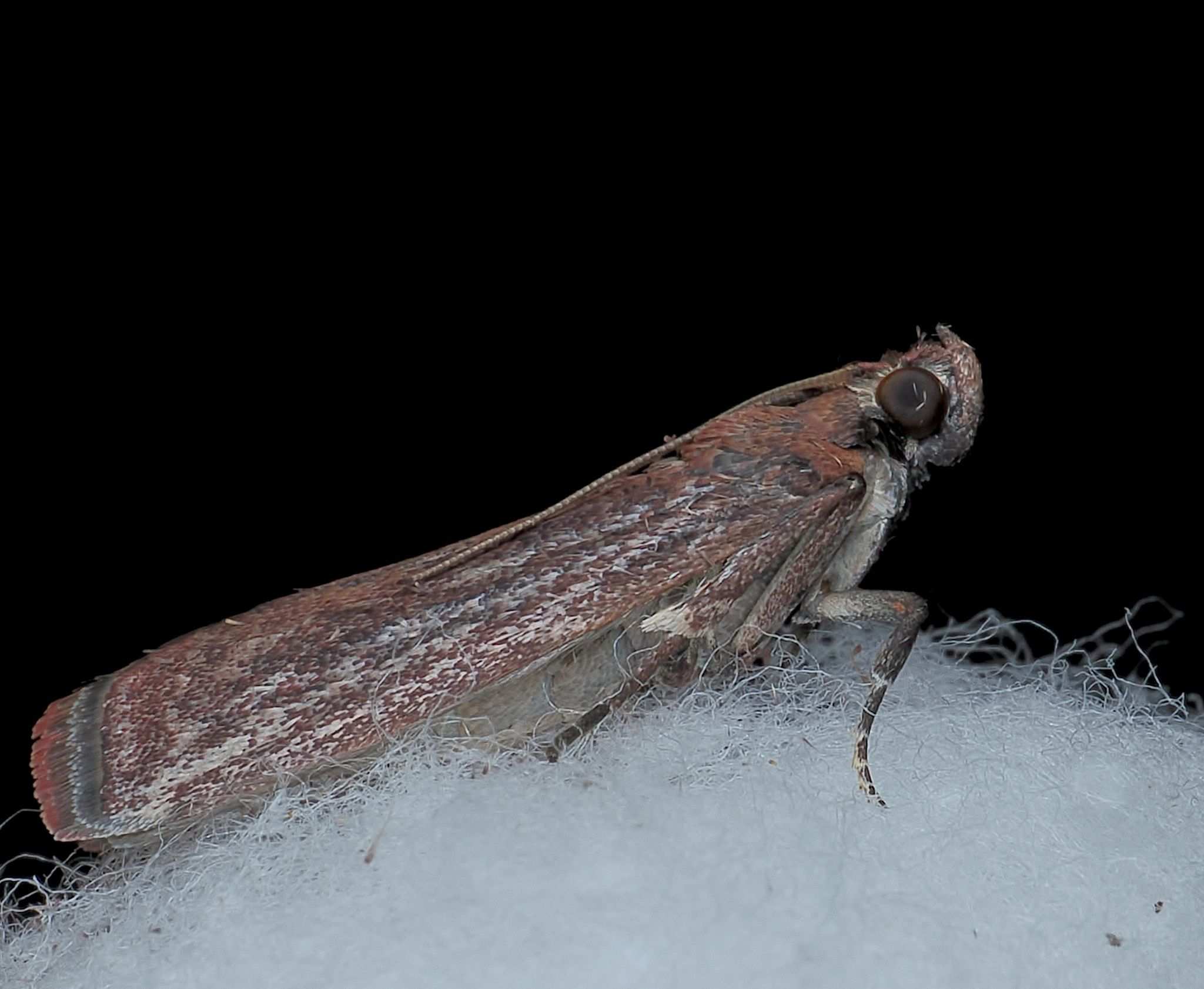 Citripestis eutraphera