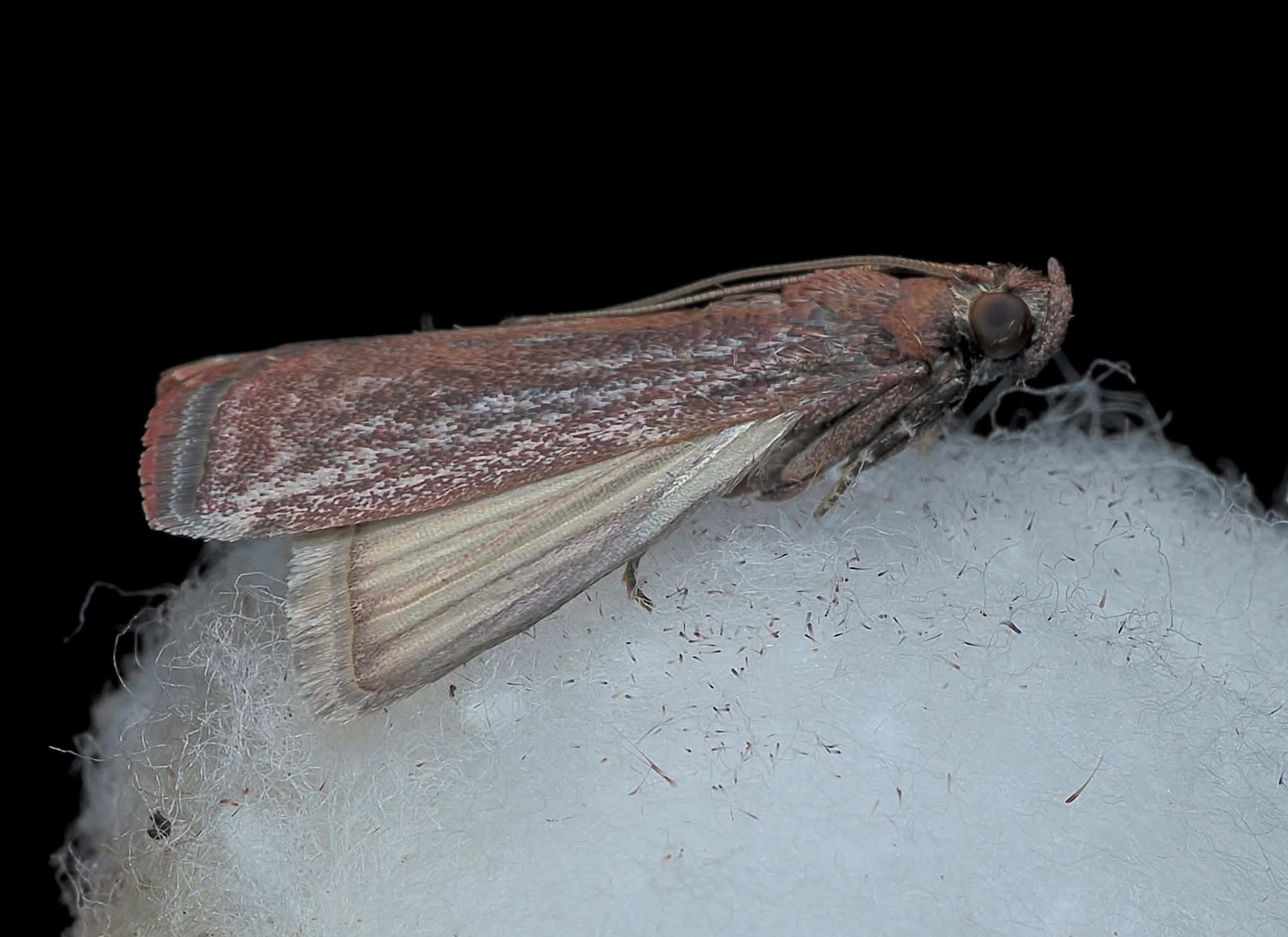 Citripestis eutraphera