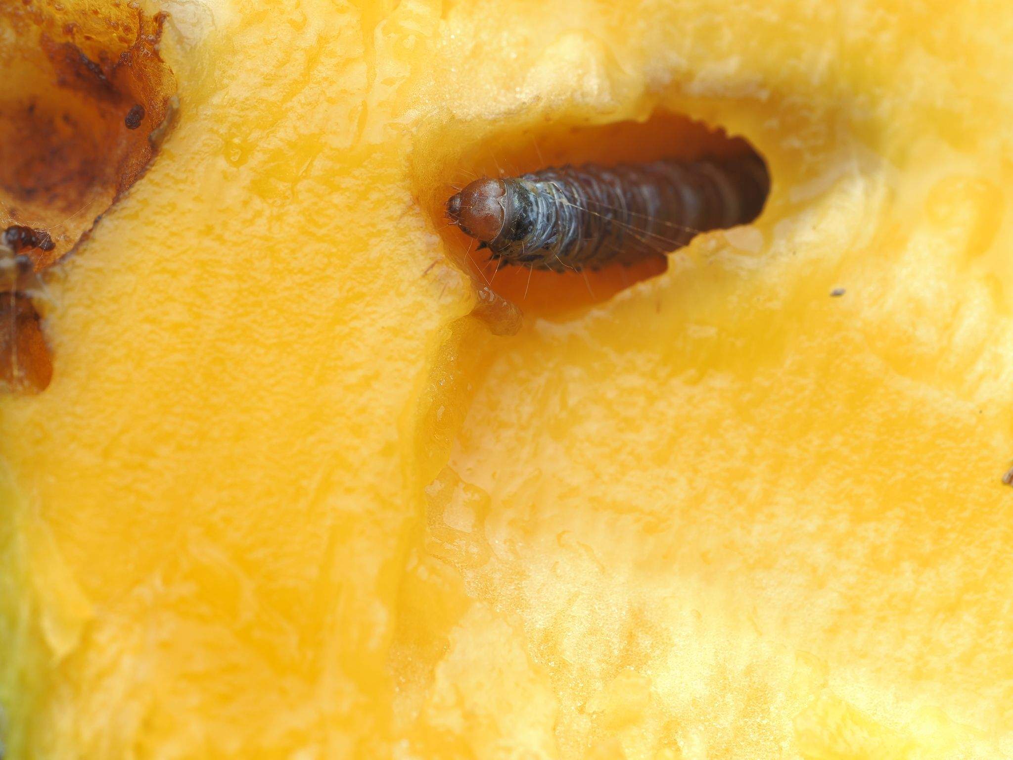 Citripestis eutraphera