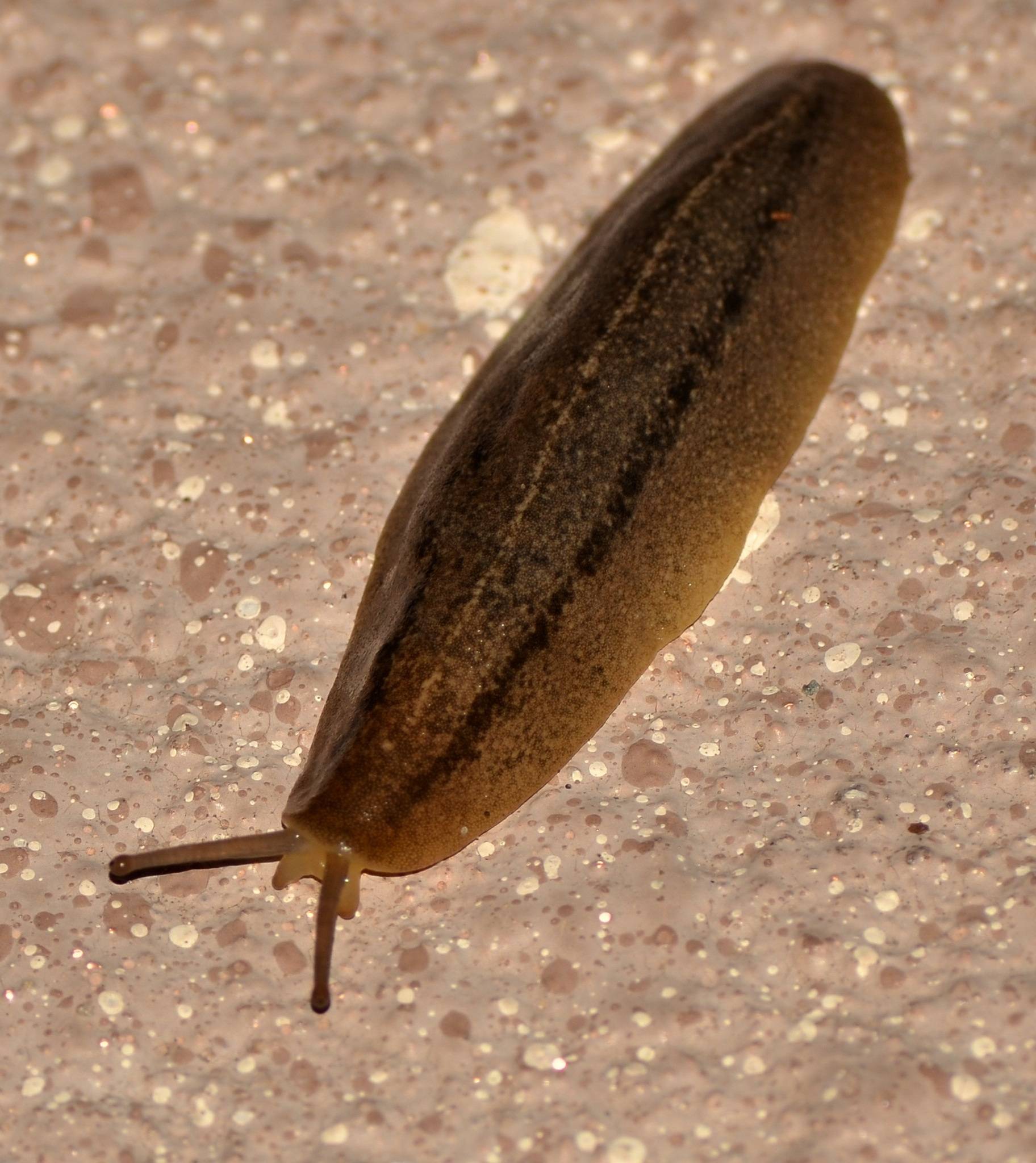 Leidyula floridana