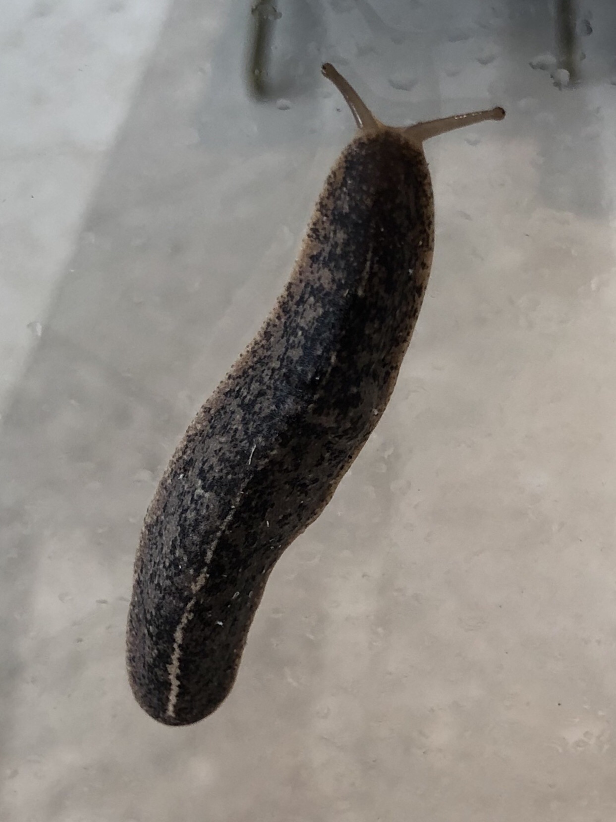 Leidyula floridana