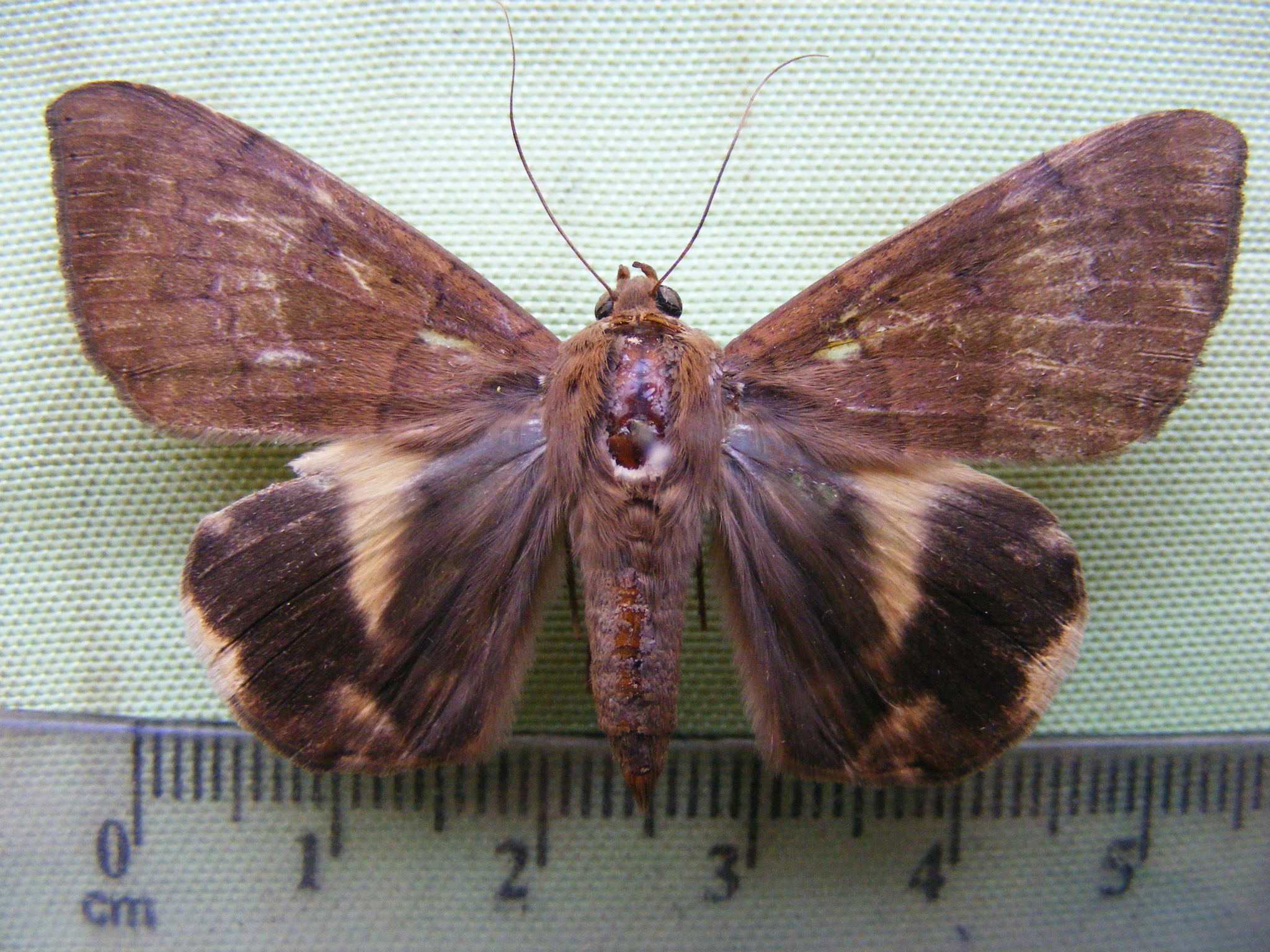 Achaea catocaloides