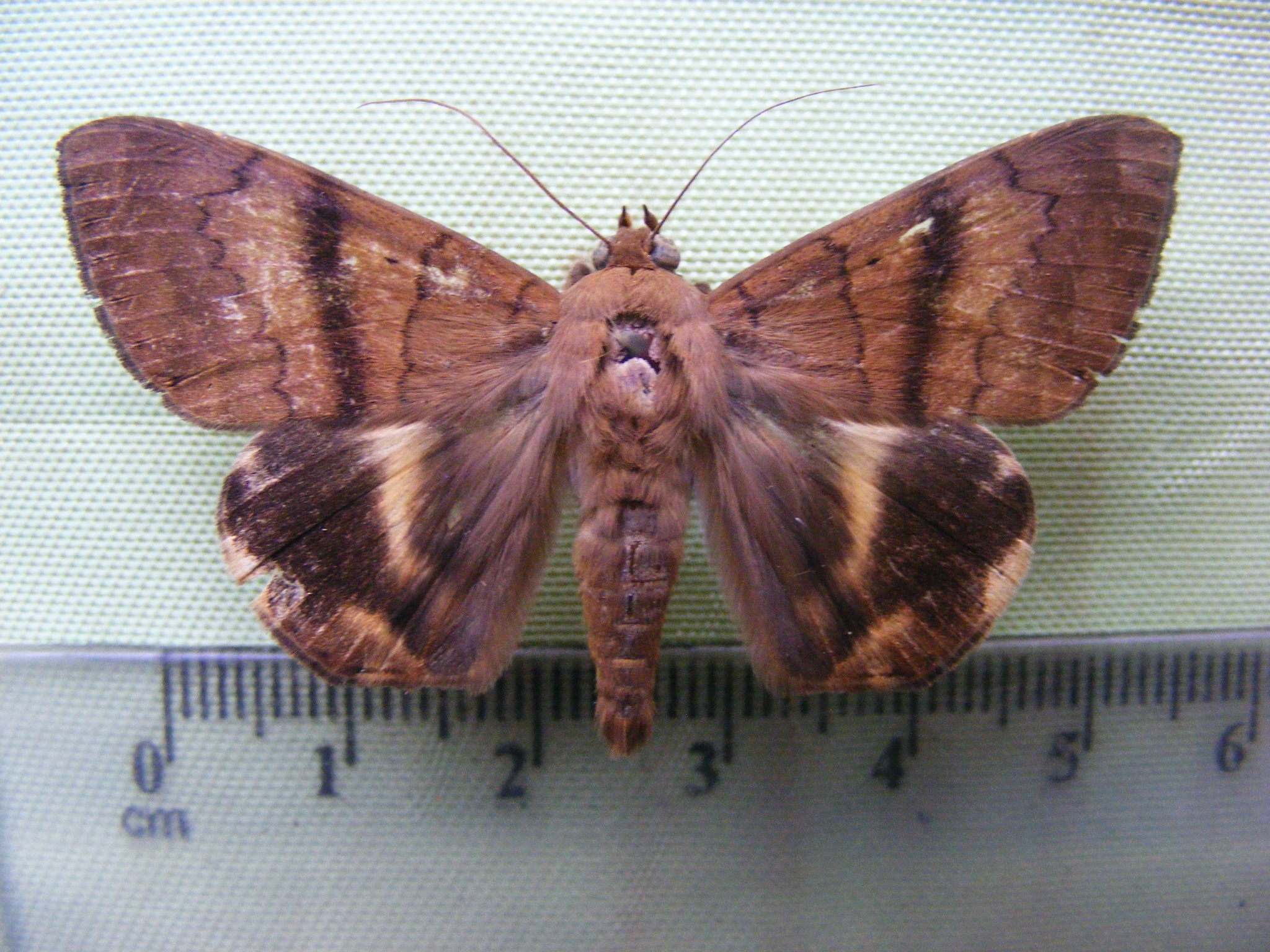 Achaea catocaloides