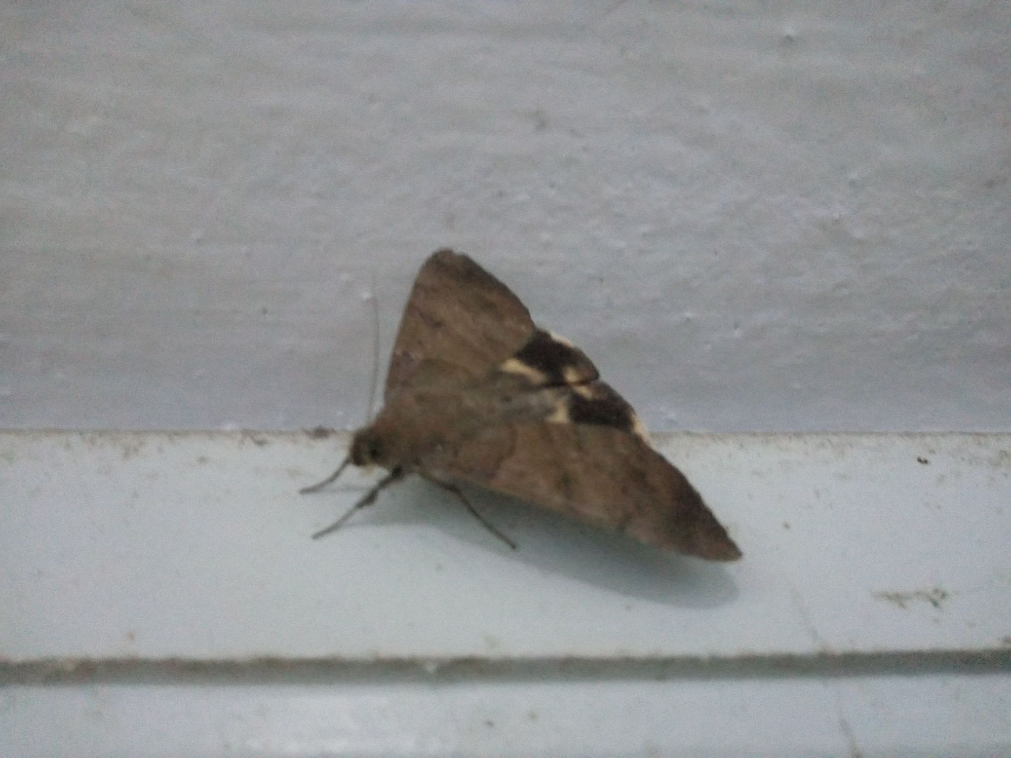Achaea catocaloides