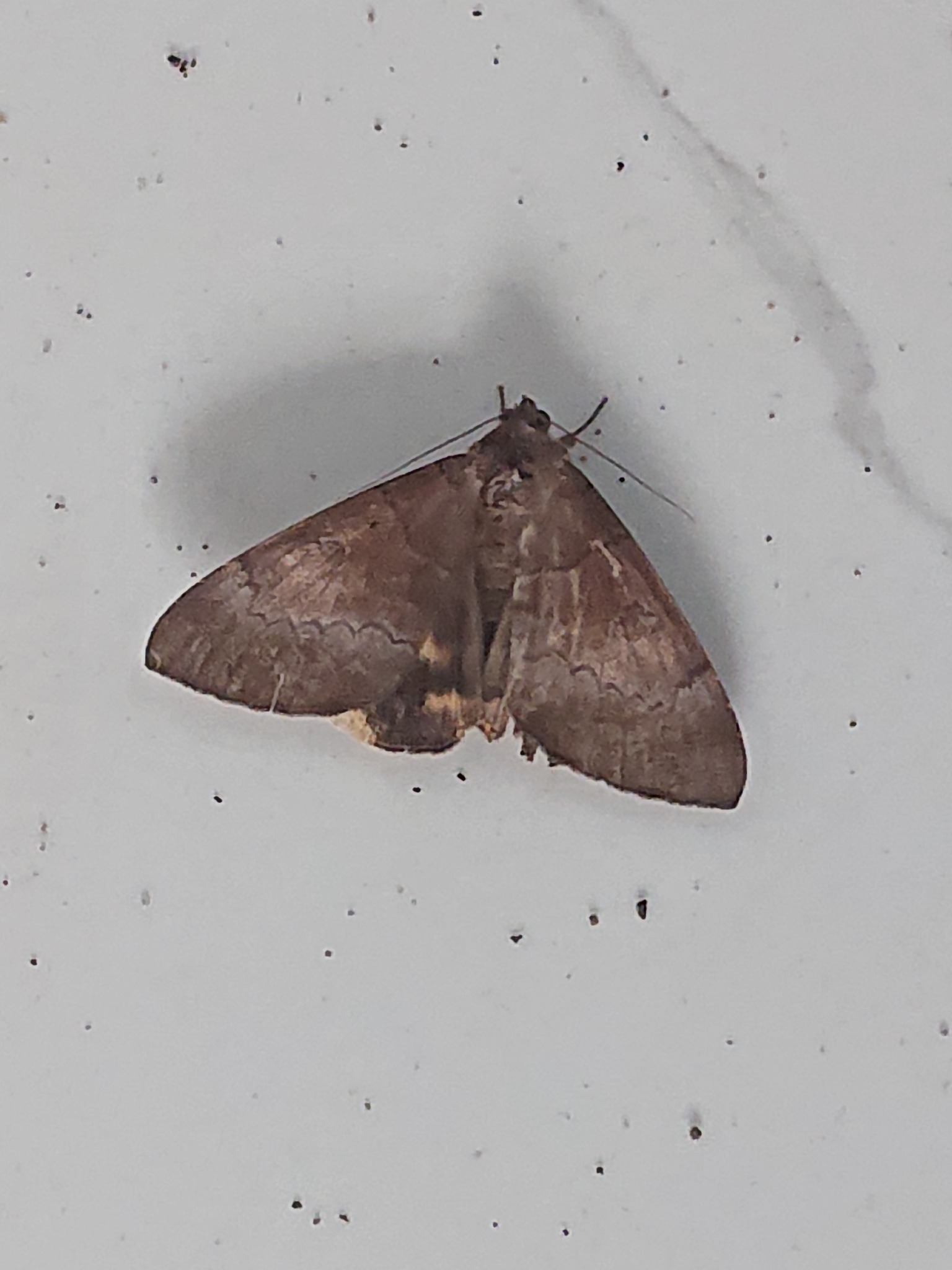Achaea catocaloides
