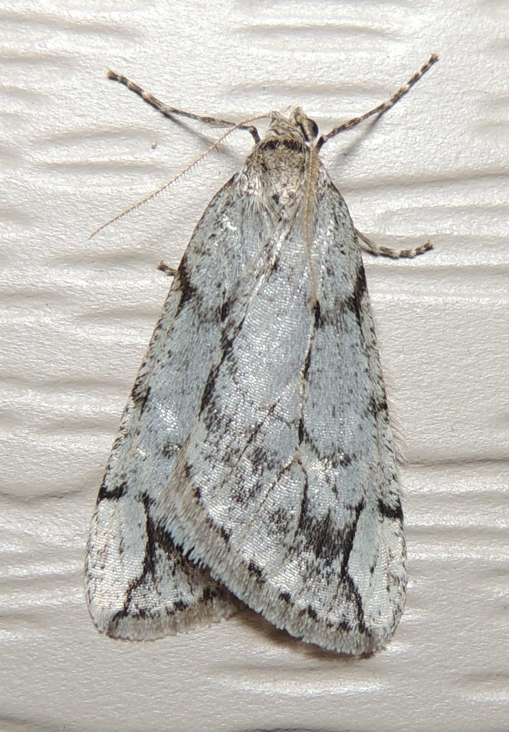 Paleacrita vernata