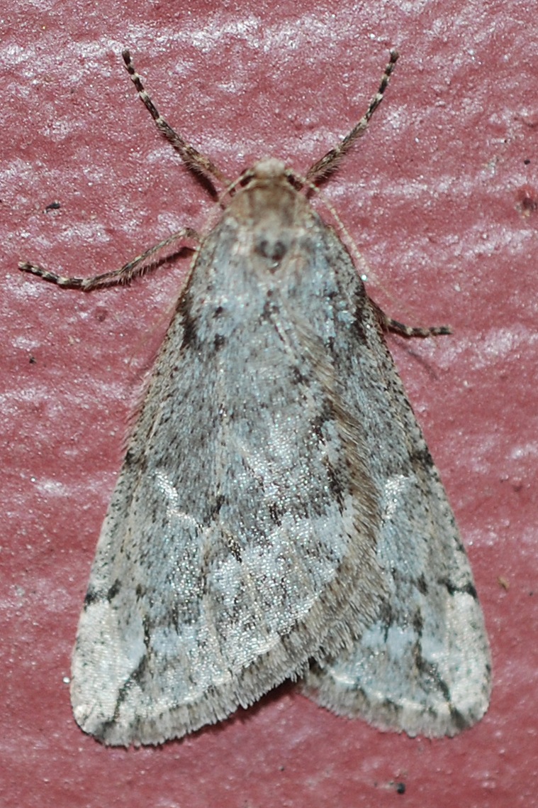 Paleacrita vernata