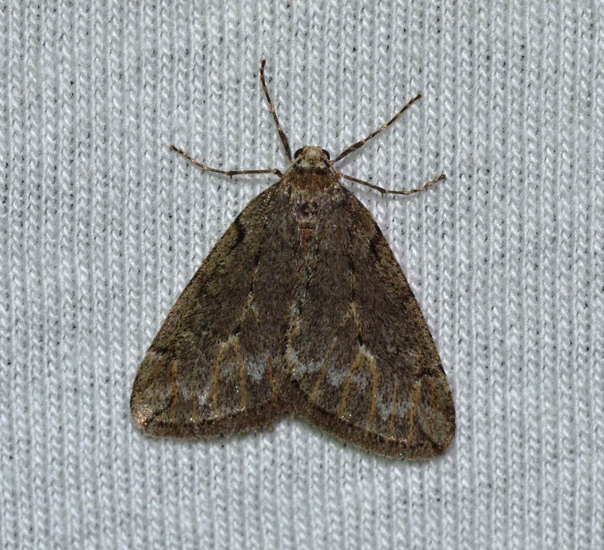 Paleacrita vernata