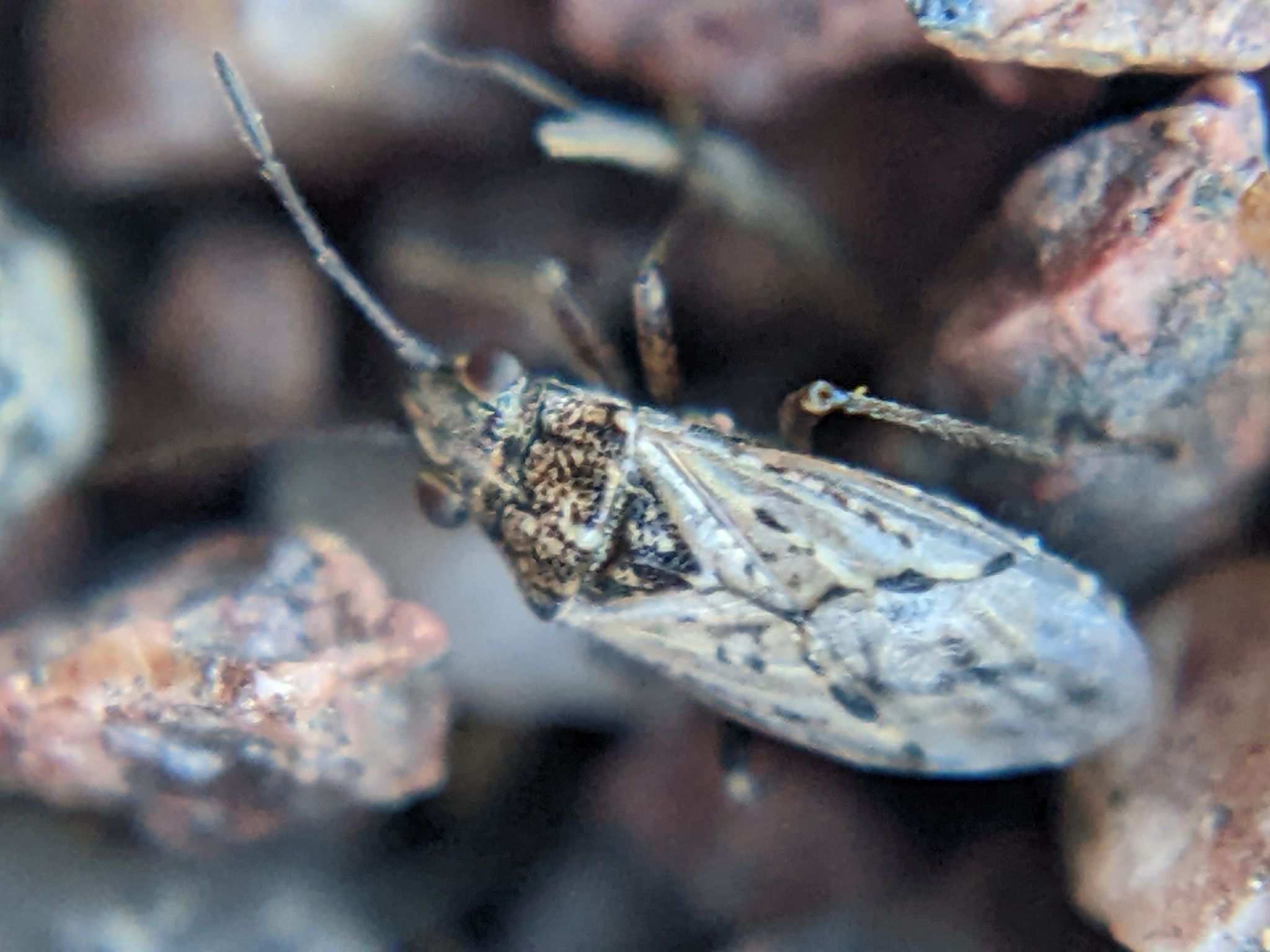 Nysius ericae