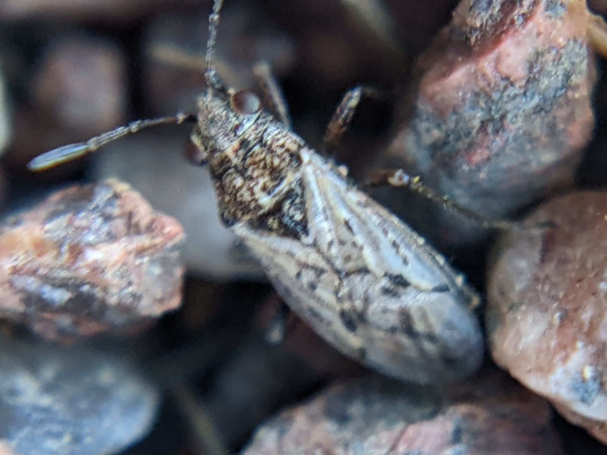Nysius ericae