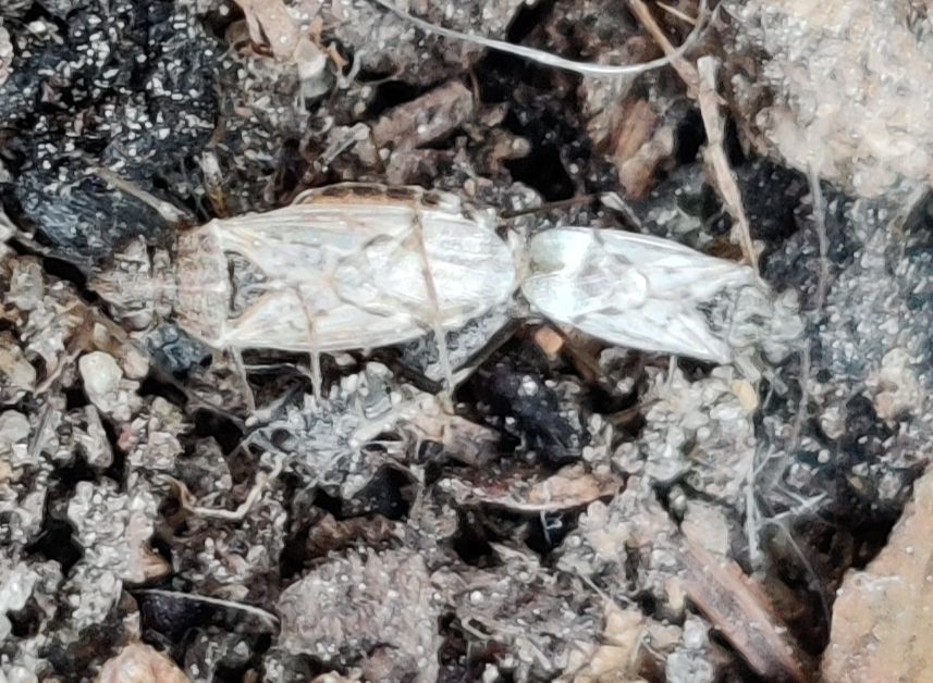 Nysius ericae