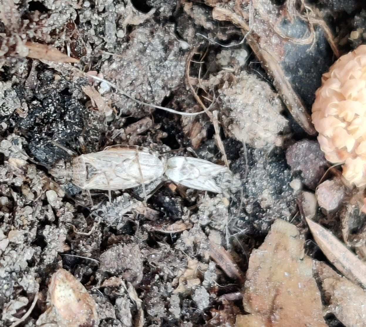 Nysius ericae