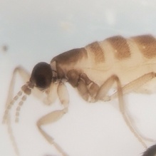 Pnyxia scabiei