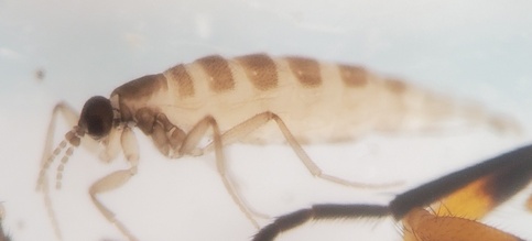 Pnyxia scabiei