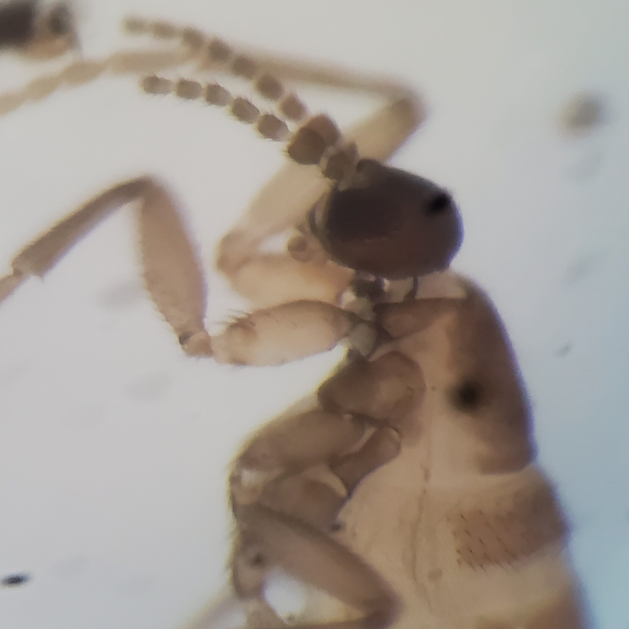 Pnyxia scabiei