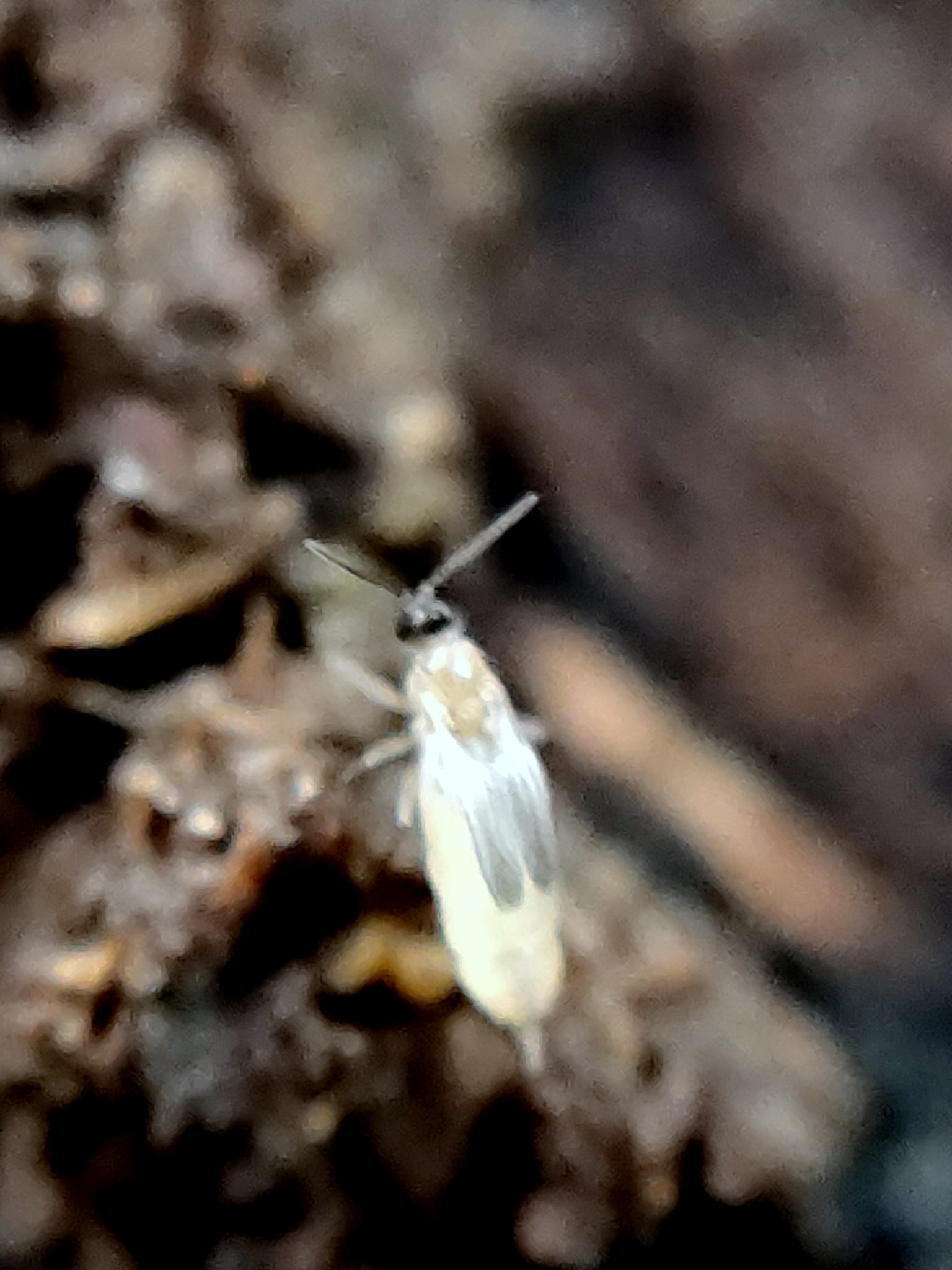 Pnyxia scabiei