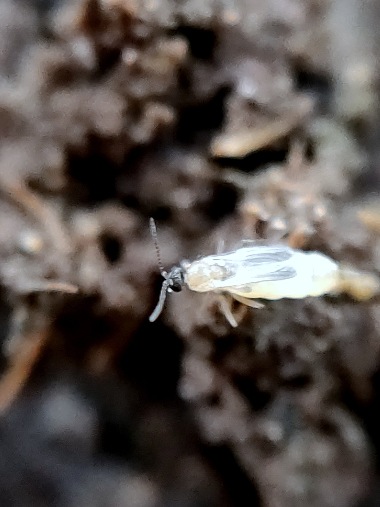 Pnyxia scabiei