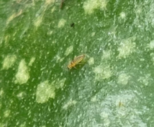 Neohydatothrips signifer