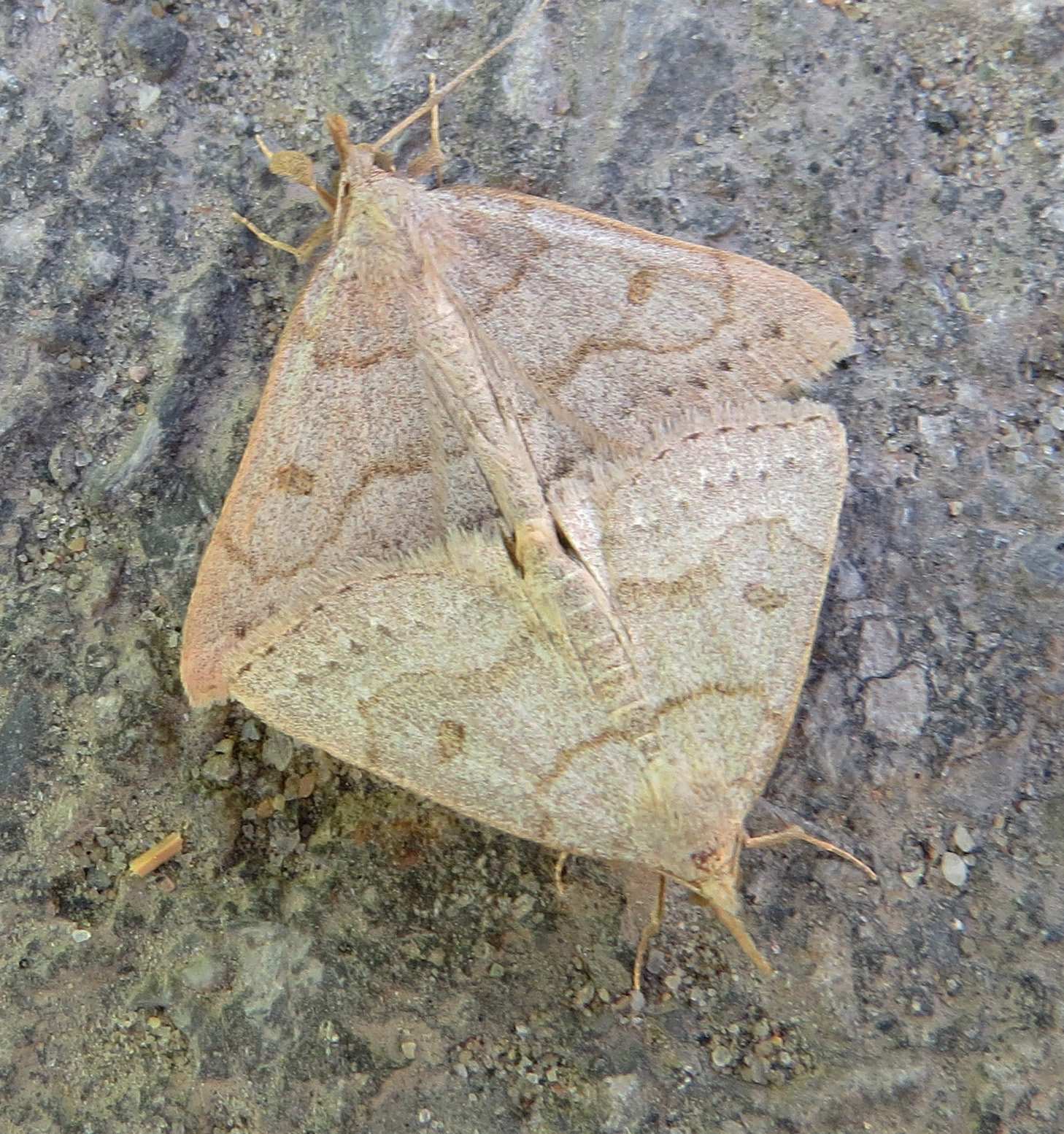 Zanclognatha