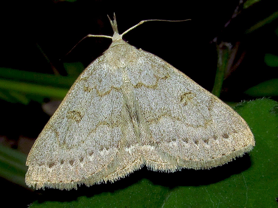 Zanclognatha