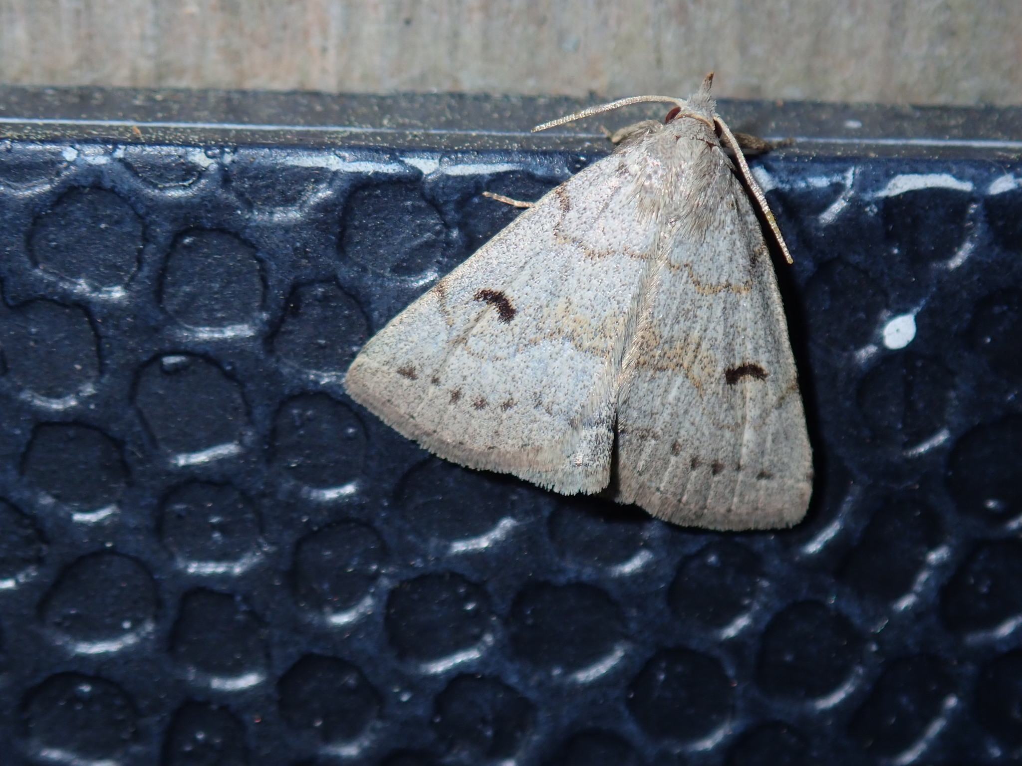 Zanclognatha
