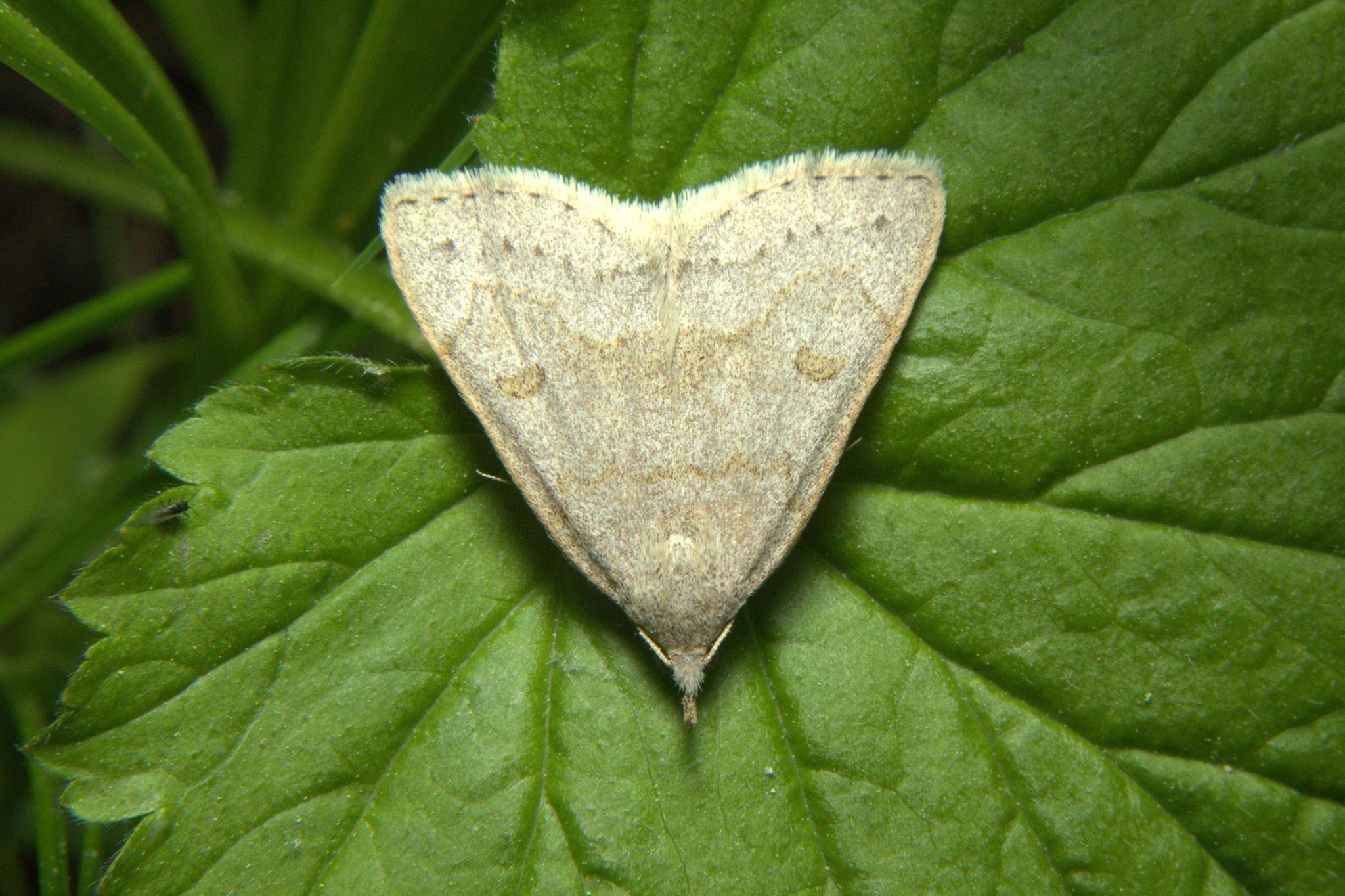Zanclognatha