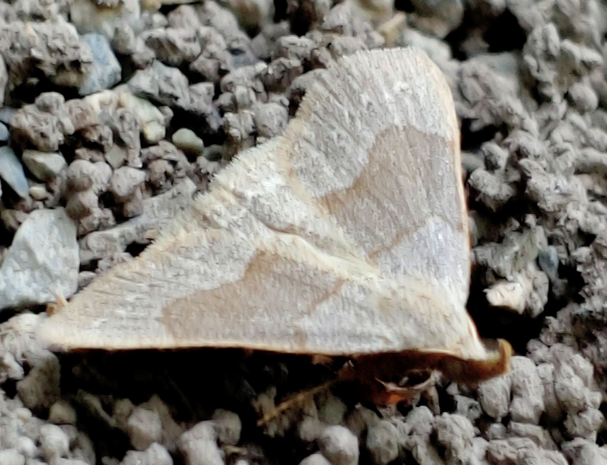 Zanclognatha