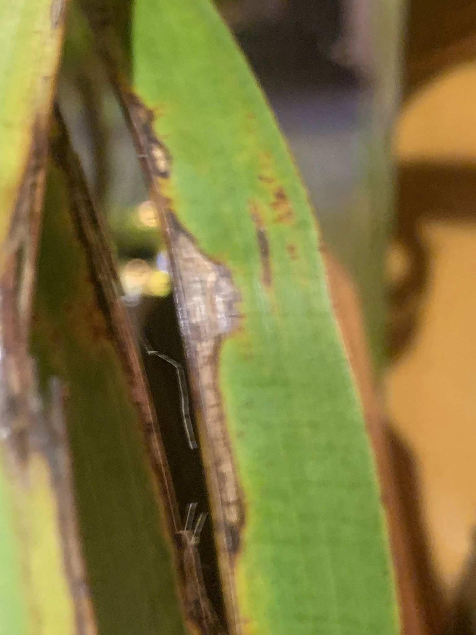 Pestalotiopsis palmarum