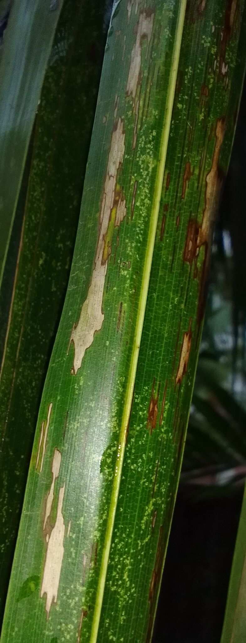 Pestalotiopsis palmarum