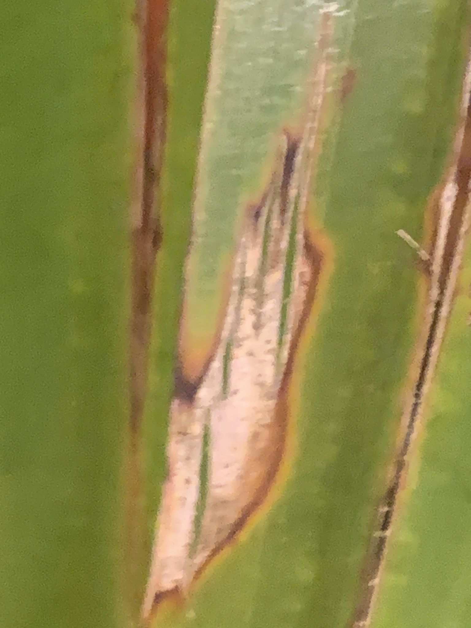 Pestalotiopsis palmarum