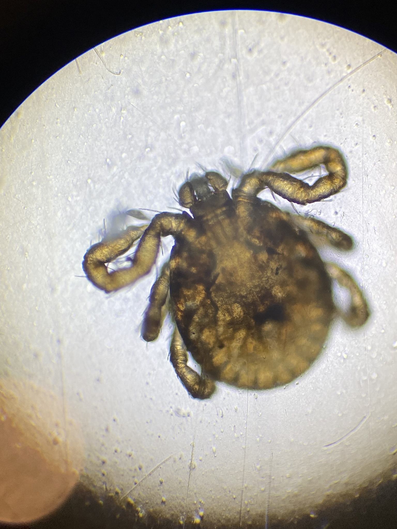 Haemaphysalis