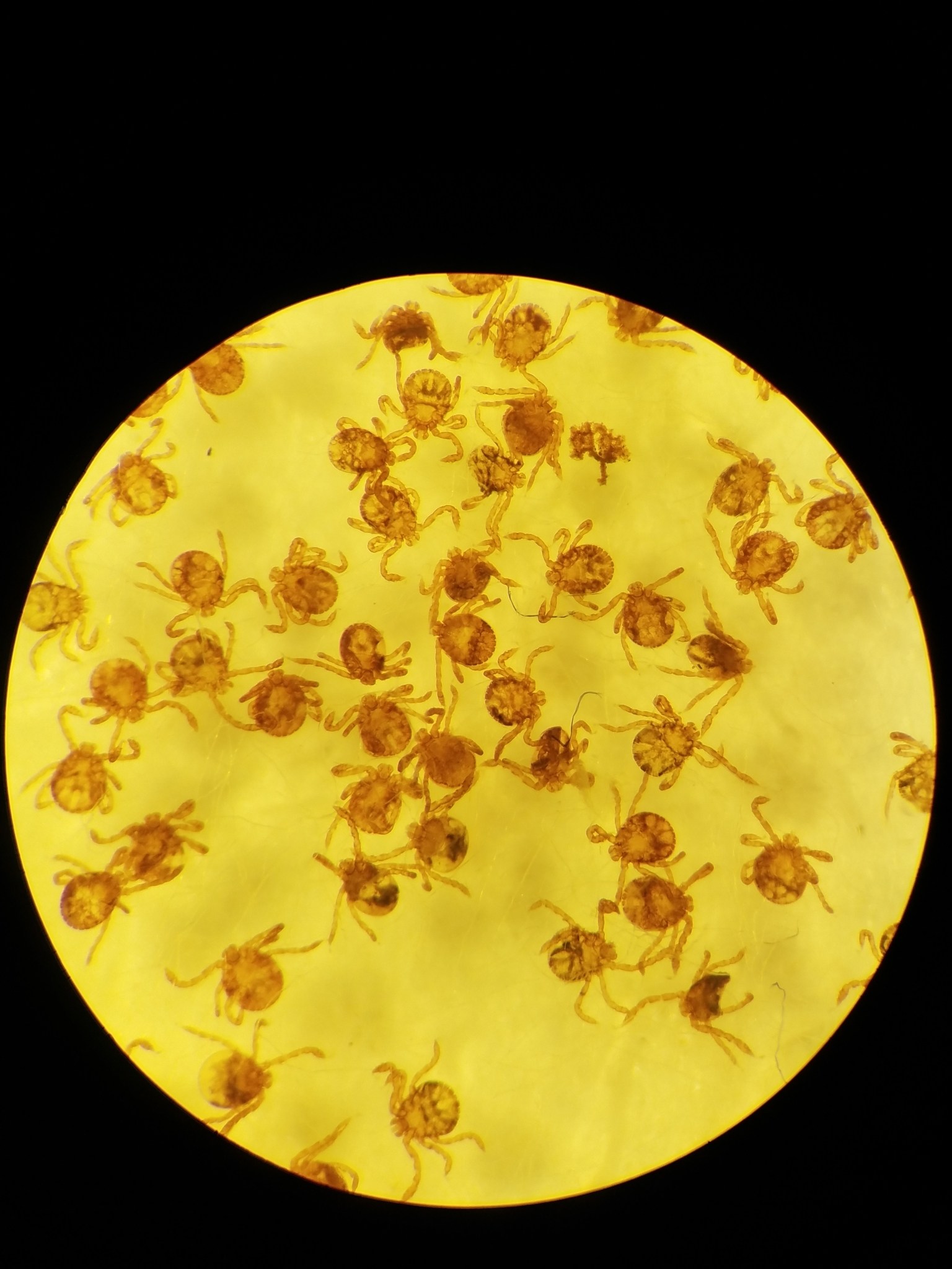 Haemaphysalis