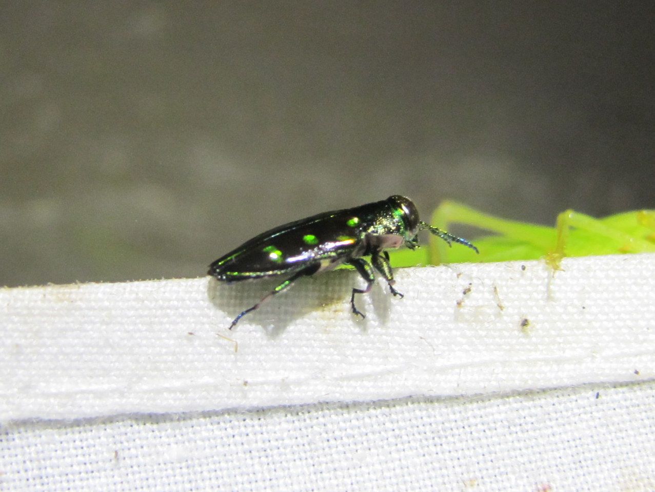 Chrysobothris capitata
