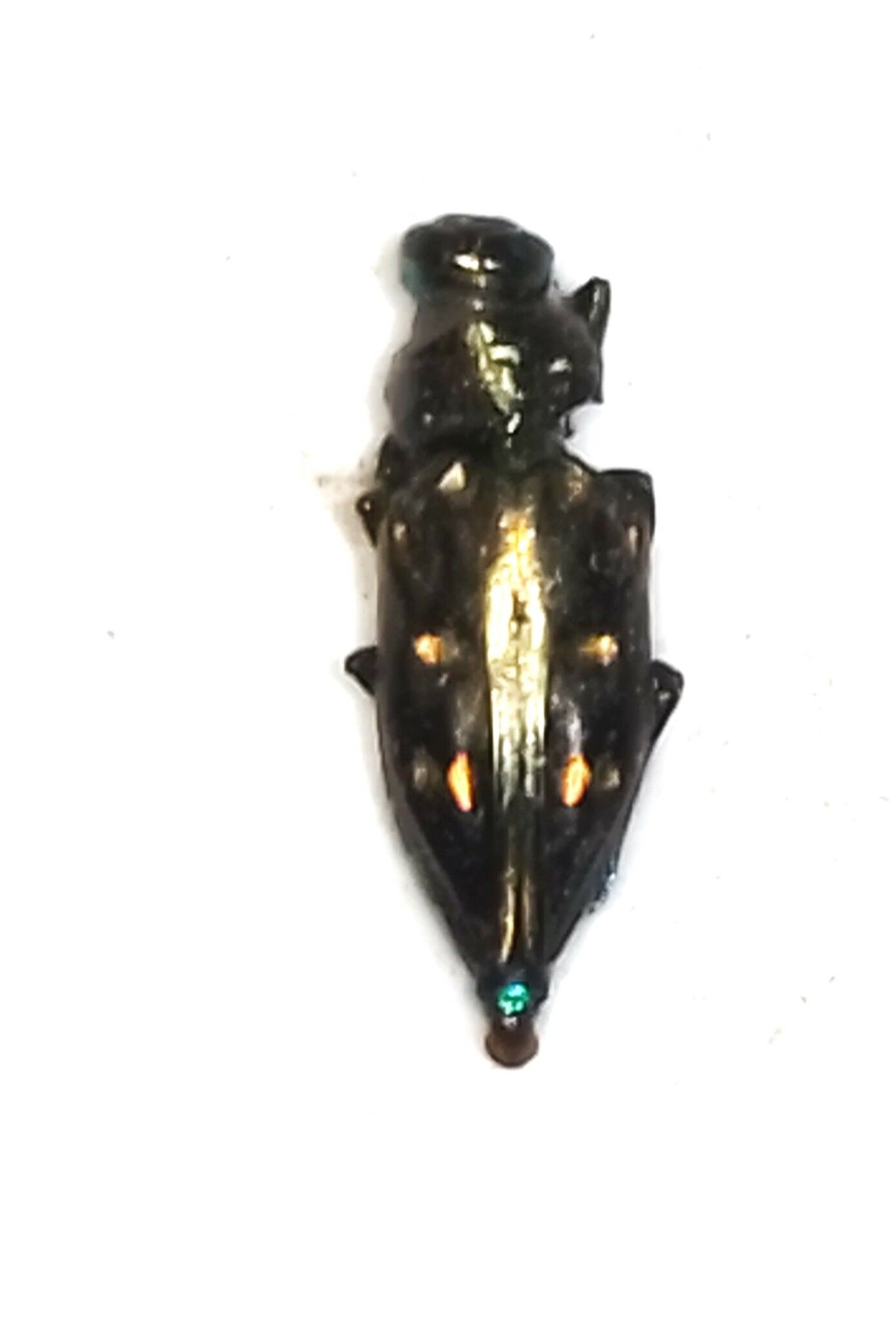 Chrysobothris capitata
