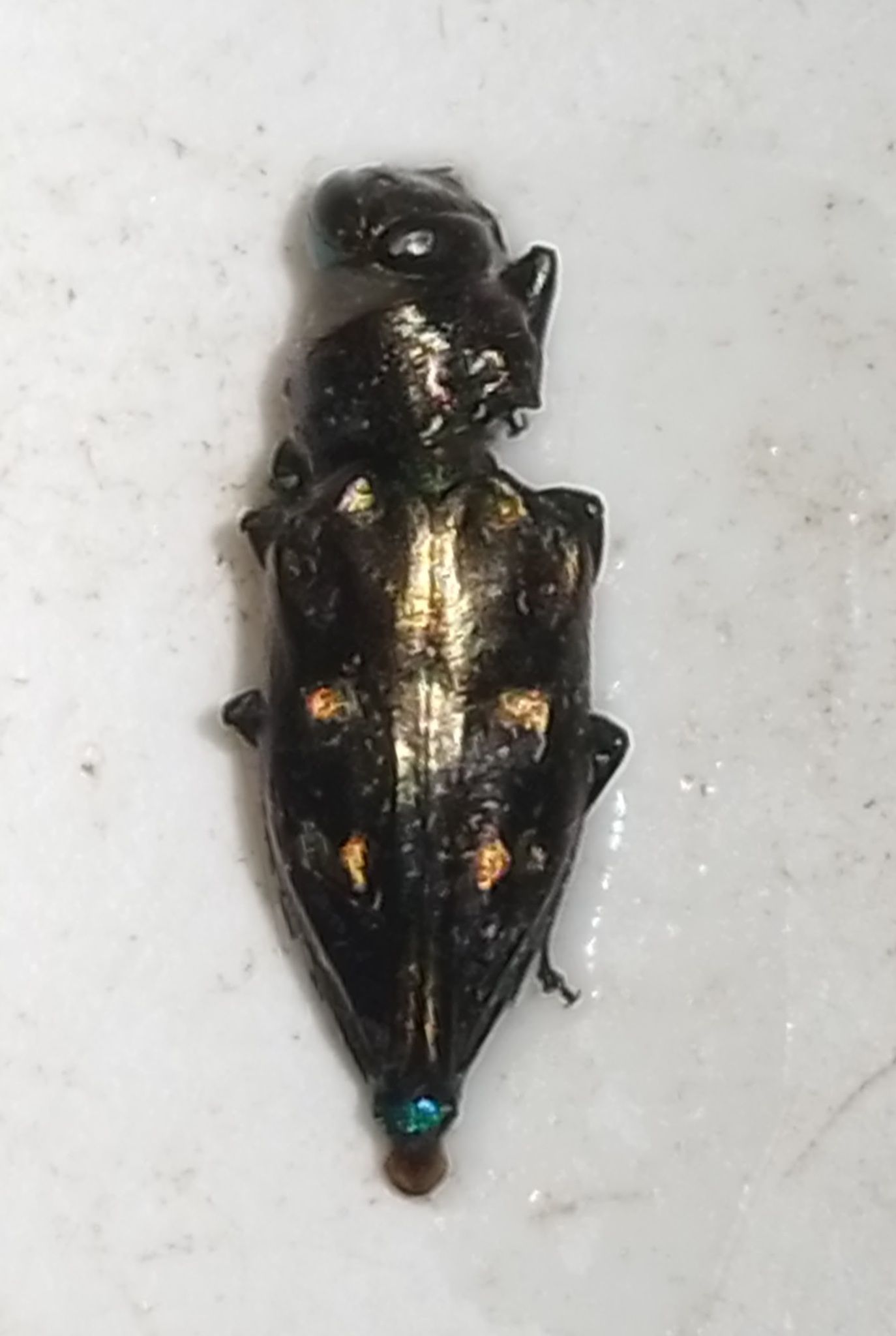 Chrysobothris capitata