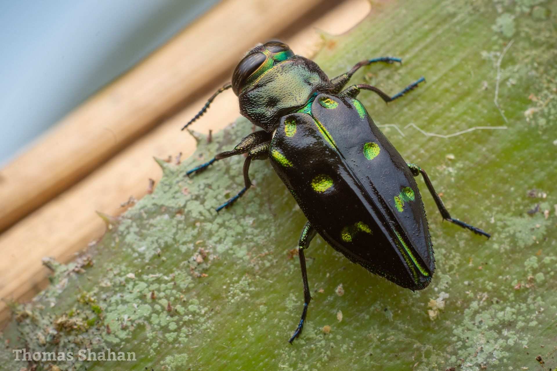 Chrysobothris capitata