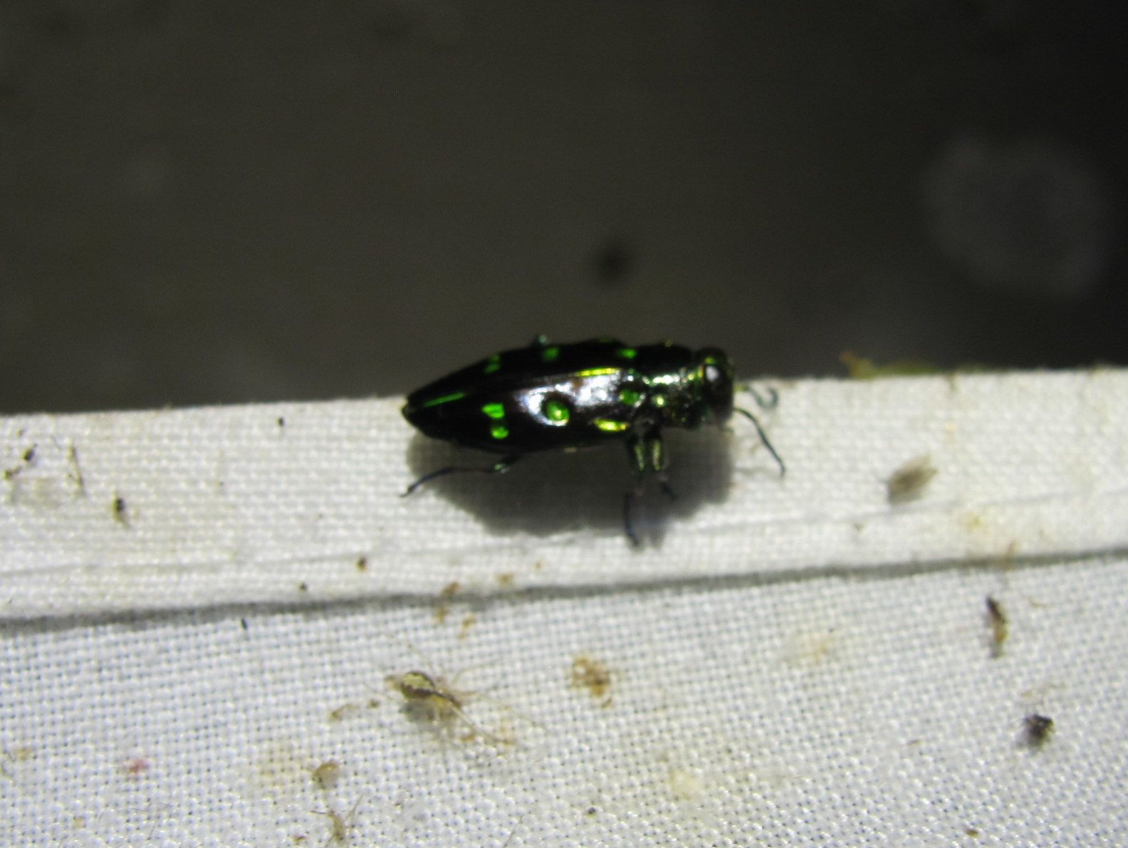 Chrysobothris capitata