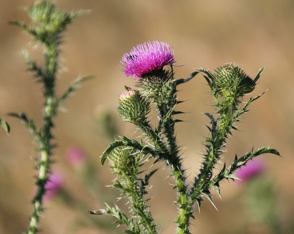 Carduus acanthoides
