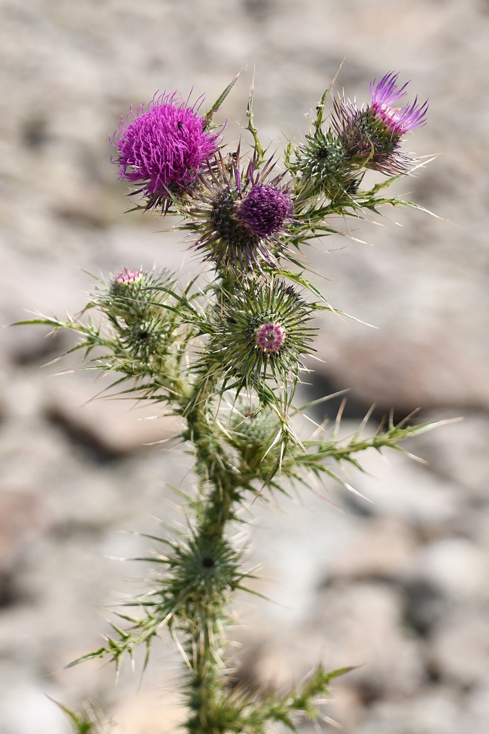 Carduus acanthoides