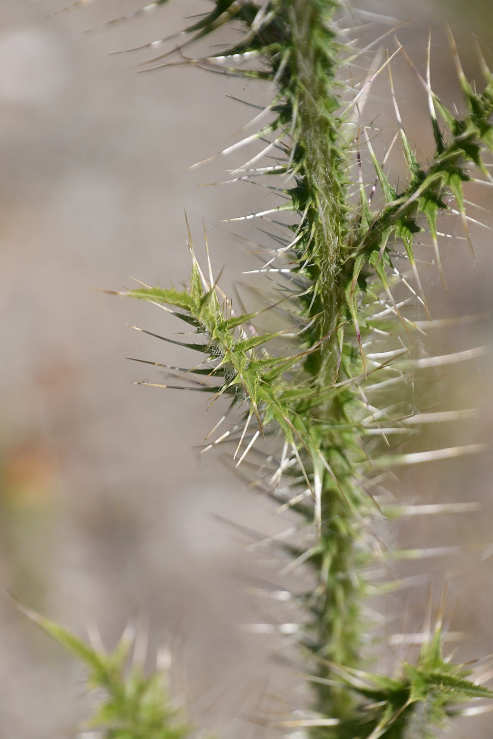 Carduus acanthoides