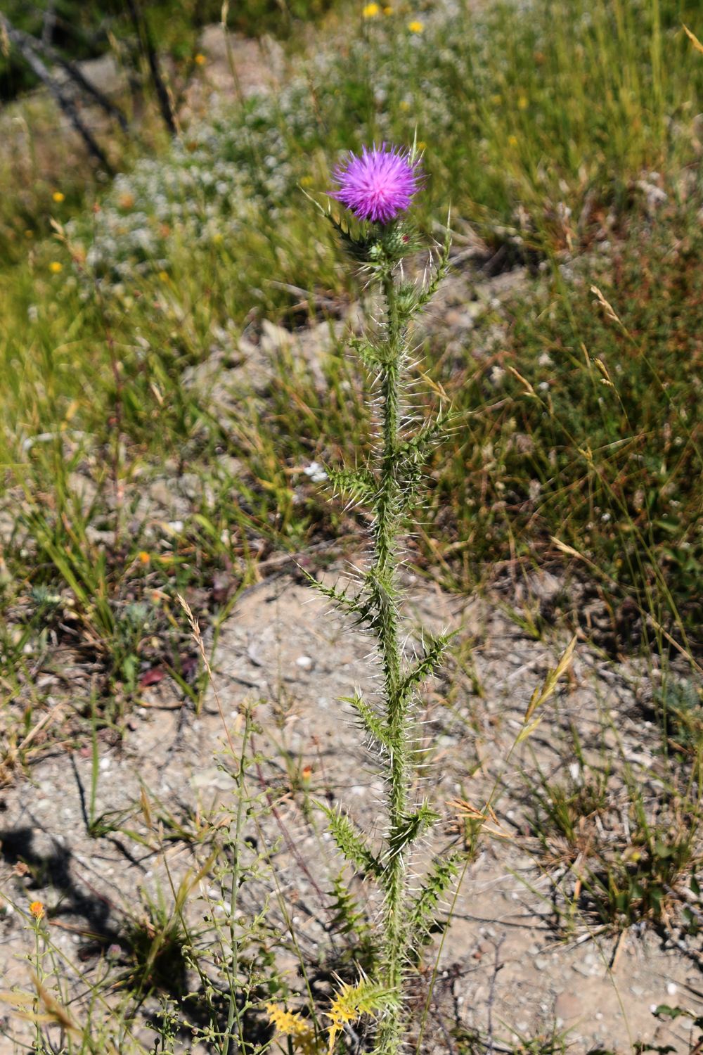 Carduus acanthoides