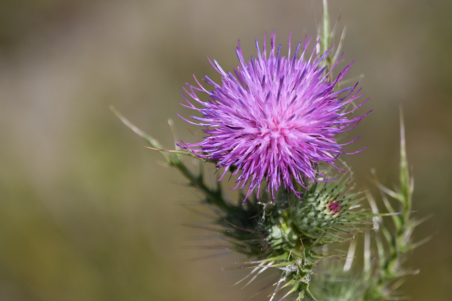 Carduus acanthoides