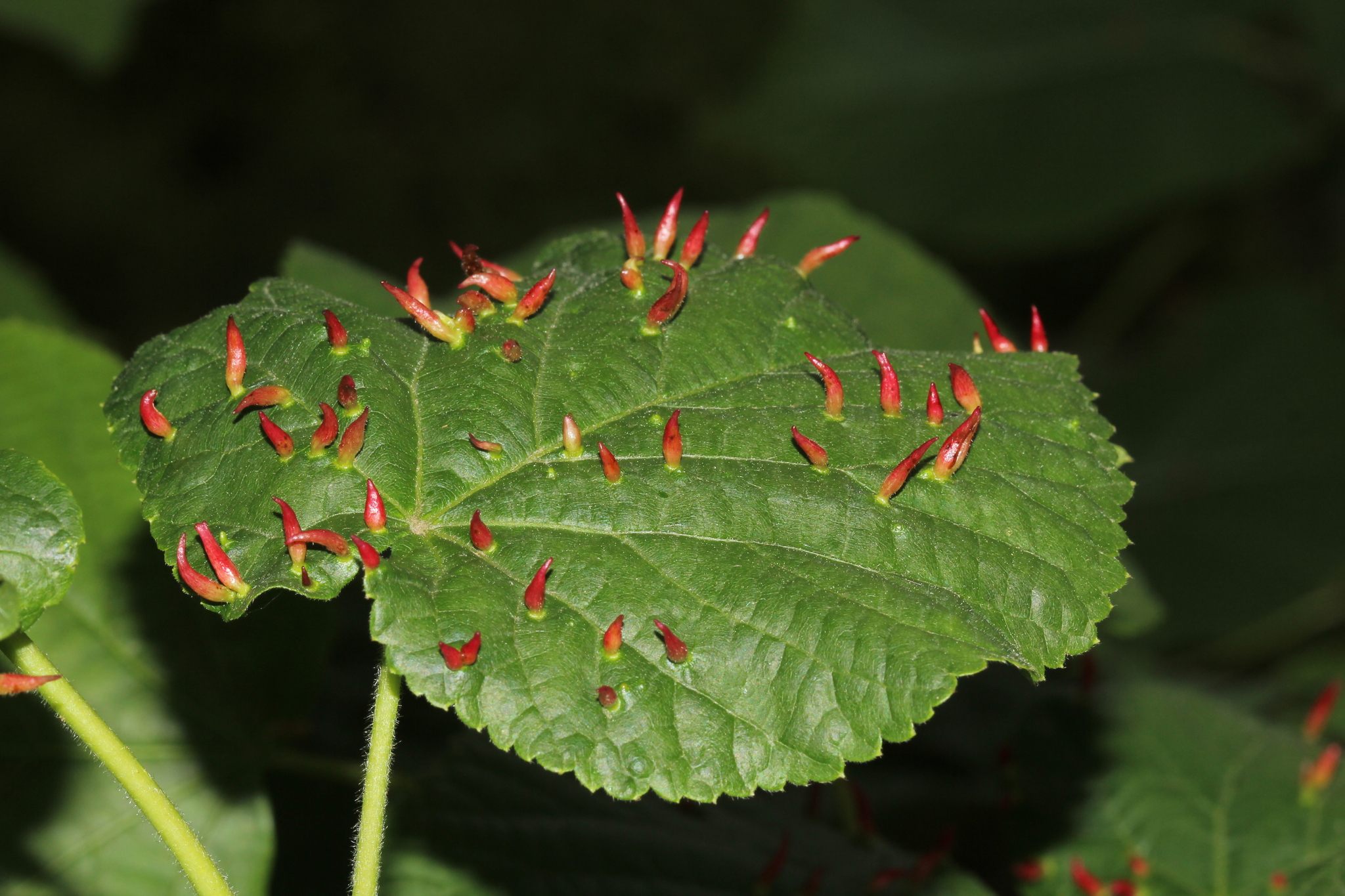 Eriophyes tiliae