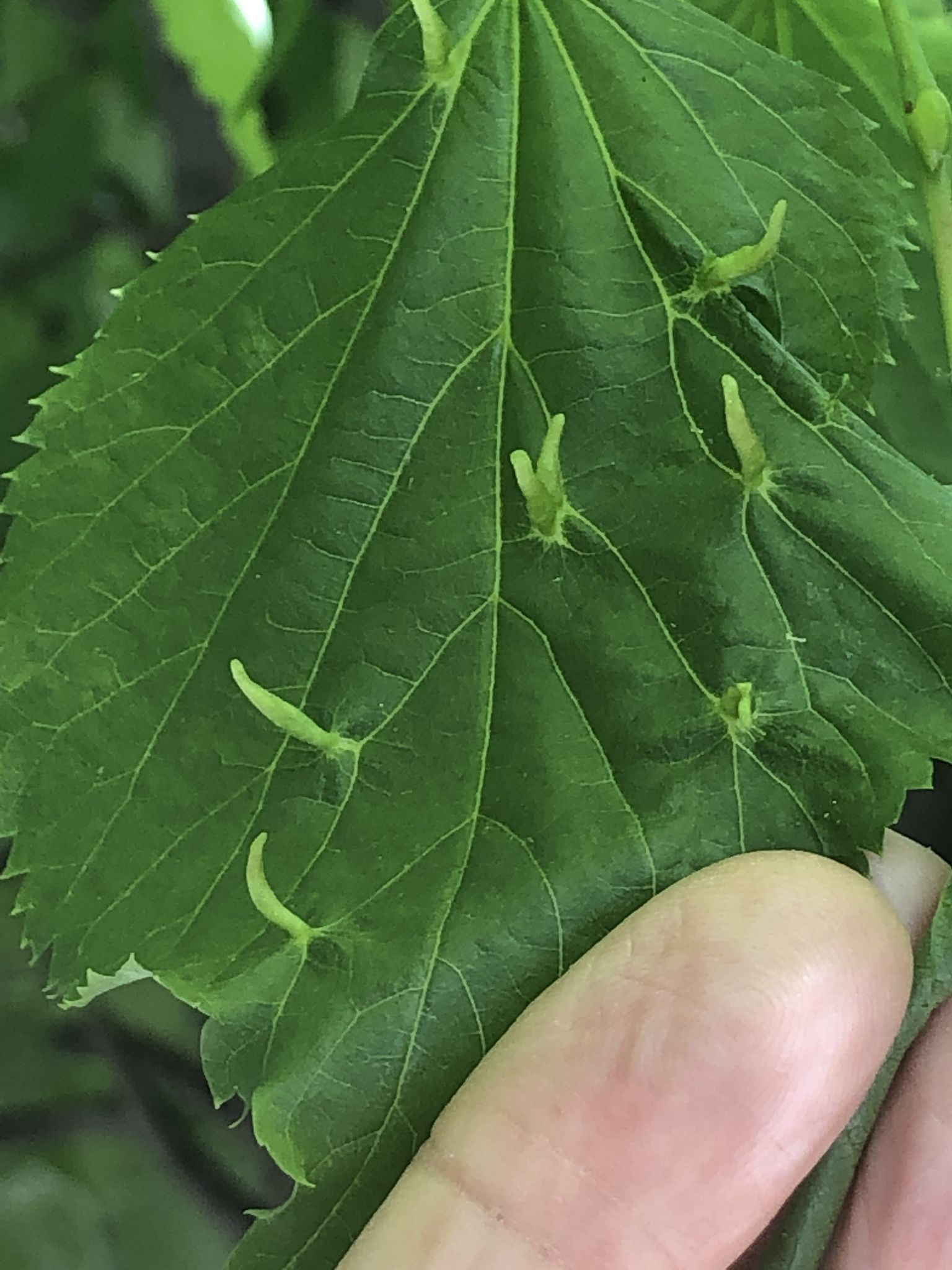 Eriophyes tiliae